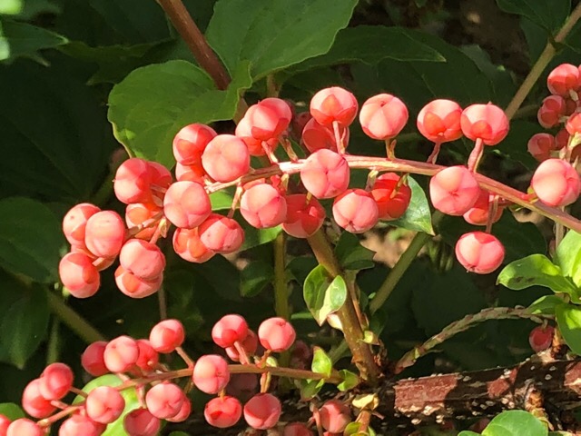 ドクウツギ 日本三大有毒植物 湯らり気ままに